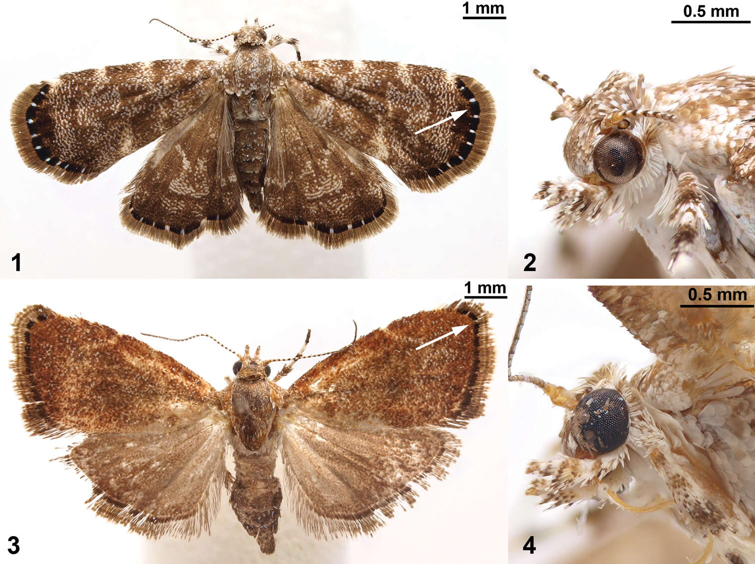 Image of metalmark moths