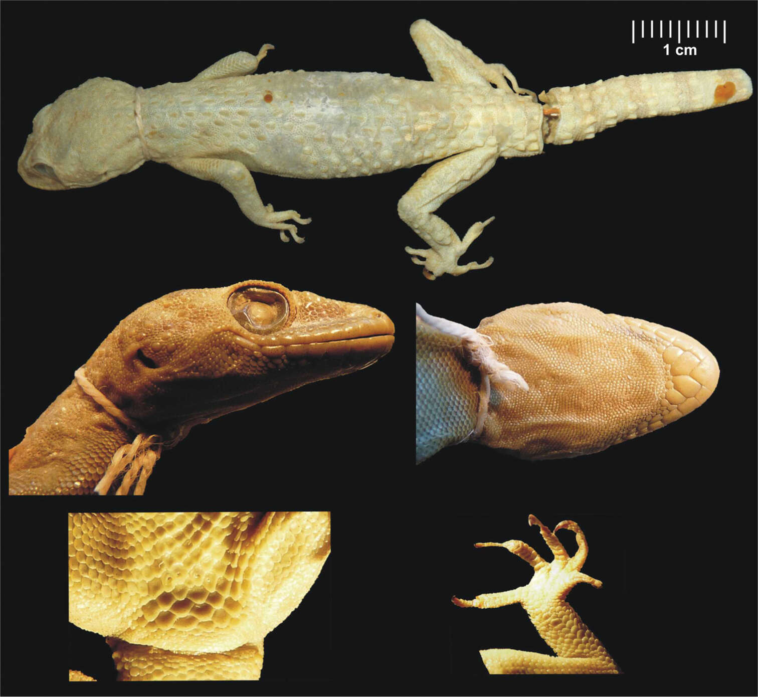 Hemidactylus granosus Heyden 1827 resmi