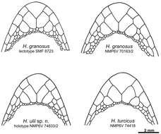 Hemidactylus granosus Heyden 1827 resmi