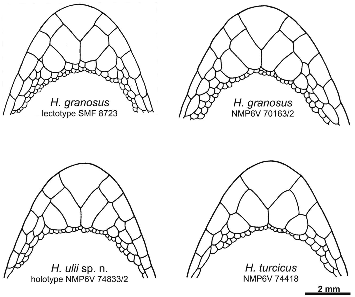 Hemidactylus granosus Heyden 1827 resmi