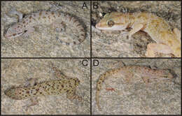 Hemidactylus granosus Heyden 1827 resmi