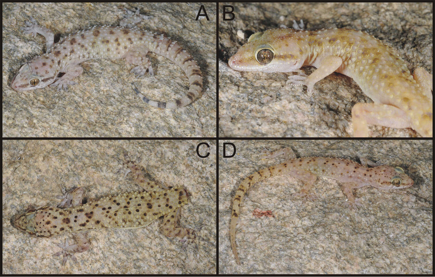 Hemidactylus granosus Heyden 1827 resmi