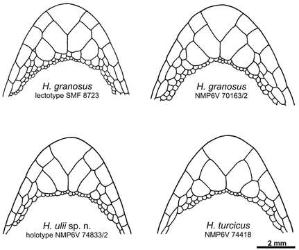 Hemidactylus ulii Šmíd, Moravec, Kratochvíl, Gvoždík, Nasher, Busais, Wilms, Shobrak & Carranza 2013 resmi