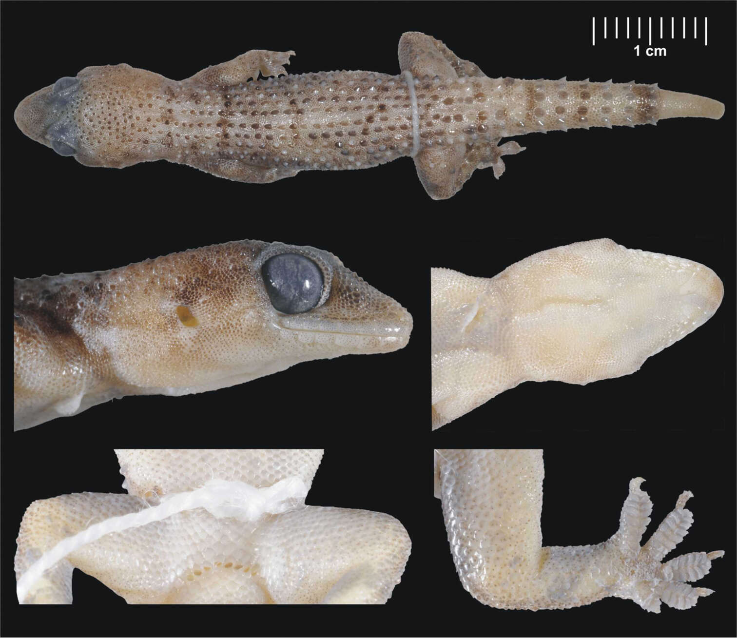 Image de Hemidactylus ulii Šmíd, Moravec, Kratochvíl, Gvoždík, Nasher, Busais, Wilms, Shobrak & Carranza 2013