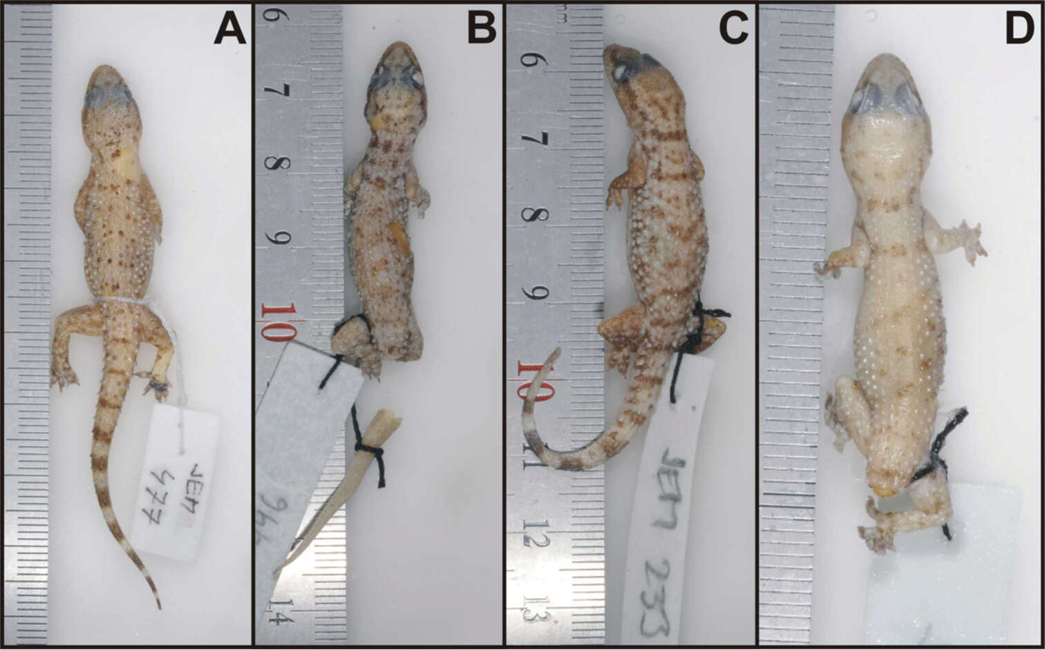 Hemidactylus ulii Šmíd, Moravec, Kratochvíl, Gvoždík, Nasher, Busais, Wilms, Shobrak & Carranza 2013 resmi