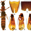 Image of Pseudolathra (Allolathra) cylindrata Li, Xiao-Yan, Solodovnikov & Hong-Zhang Zhou 2013