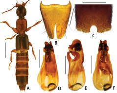 Pseudolathra resmi