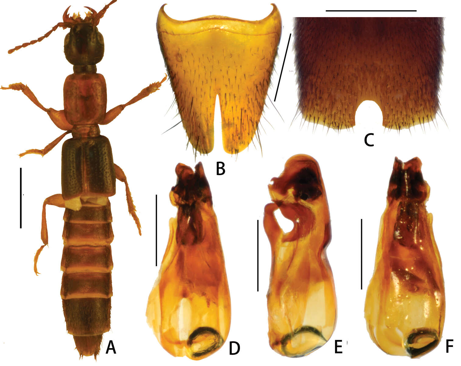 Pseudolathra resmi