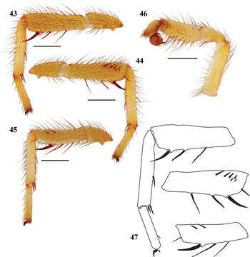 Image of wafer-lid trapdoor spiders