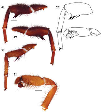 Plancia ëd Euctenizidae