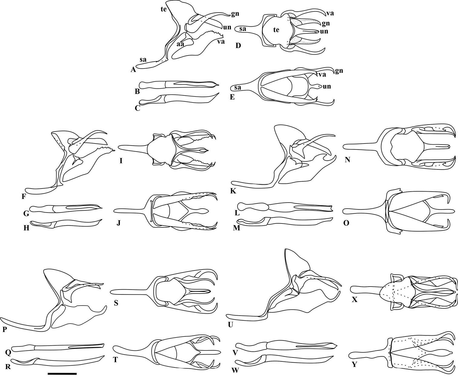 Image of Taygetis fulginia d'Almeida 1922