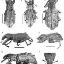 Stenocyphus resmi