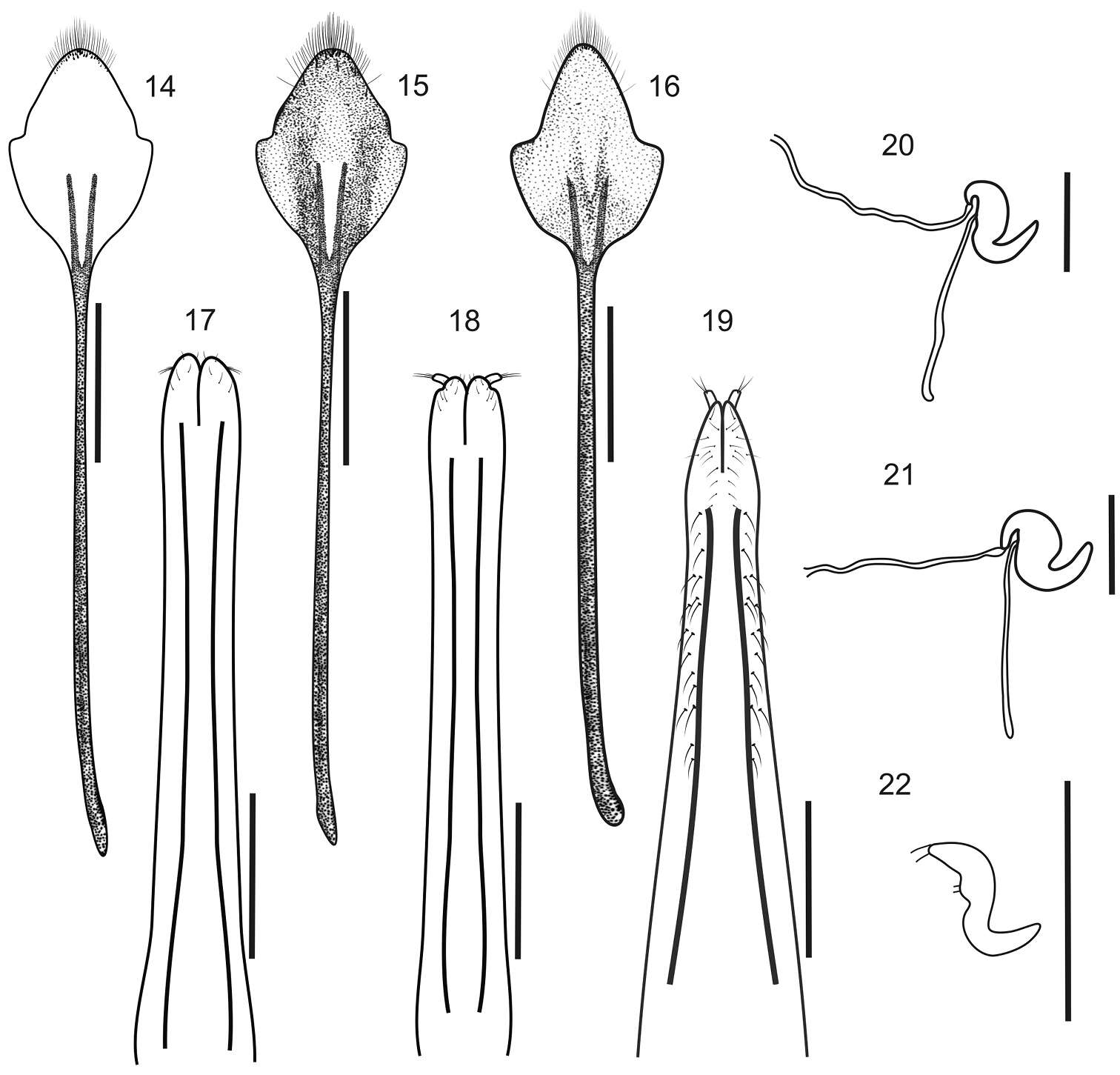 Imagem de Stenocyphus bituberosus (Gyllenhal 1833)