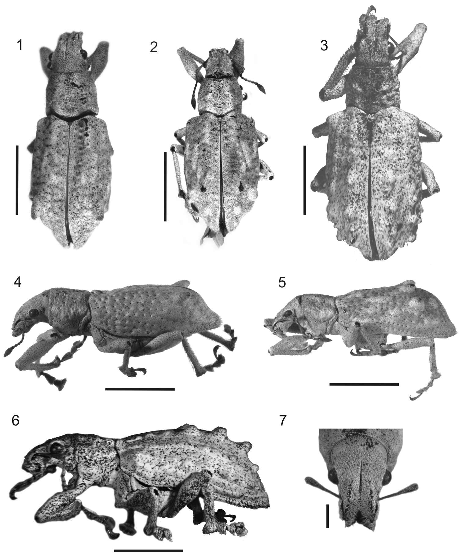 Image of Stenocyphus sextuberosus del Rio & Lanteri 2013