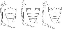 Imagem de Stenocyphus sextuberosus del Rio & Lanteri 2013