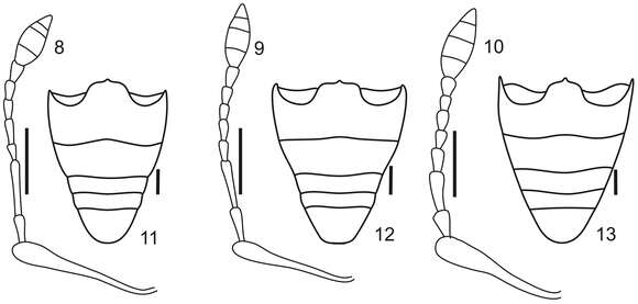 Imagem de Stenocyphus sextuberosus del Rio & Lanteri 2013