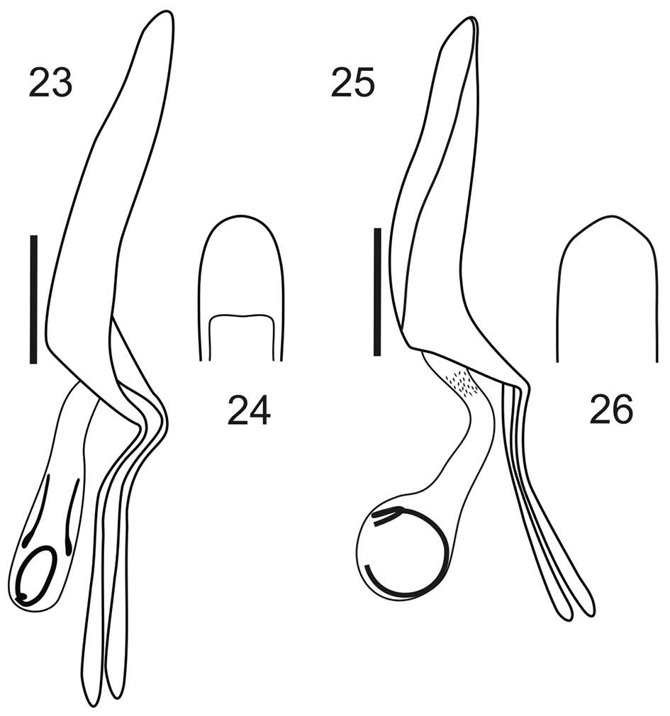 Imagem de Stenocyphus sextuberosus del Rio & Lanteri 2013