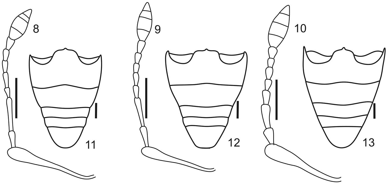 Imagem de Stenocyphus tuberculatus (Hustache 1938)