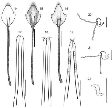 Imagem de Stenocyphus tuberculatus (Hustache 1938)