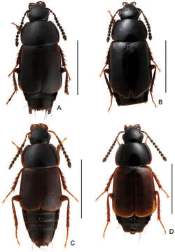 Image of rove beetles