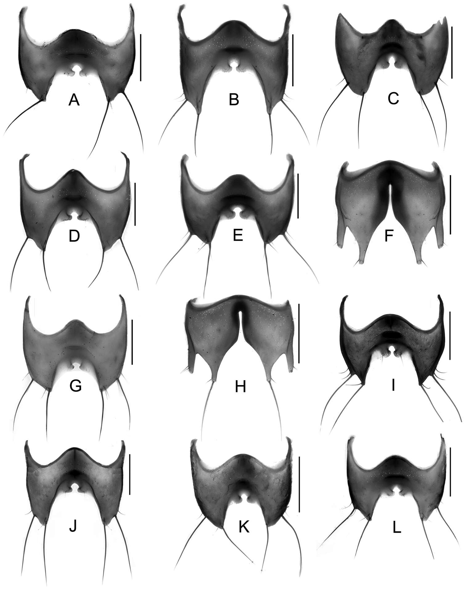 Image of rove beetles