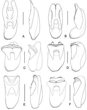 Image of rove beetles