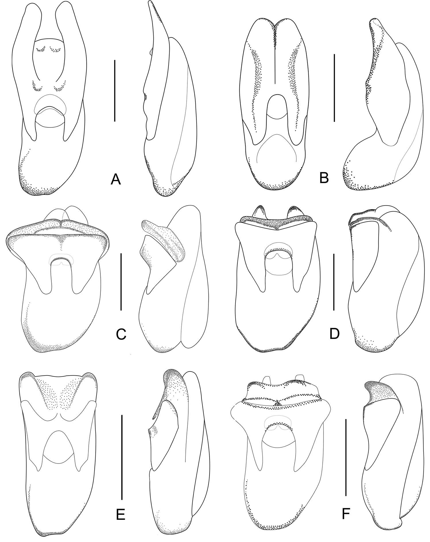 Image of rove beetles