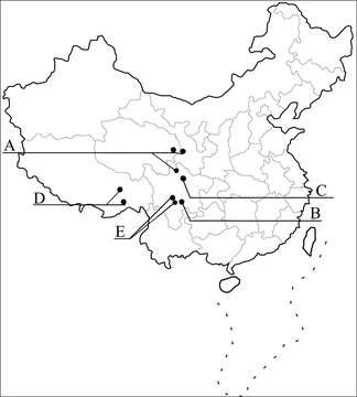 Image of rove beetles