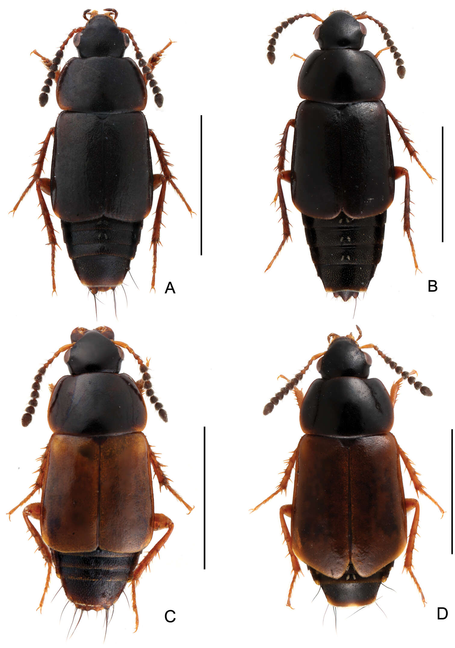 Image of rove beetles