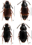 Image of rove beetles