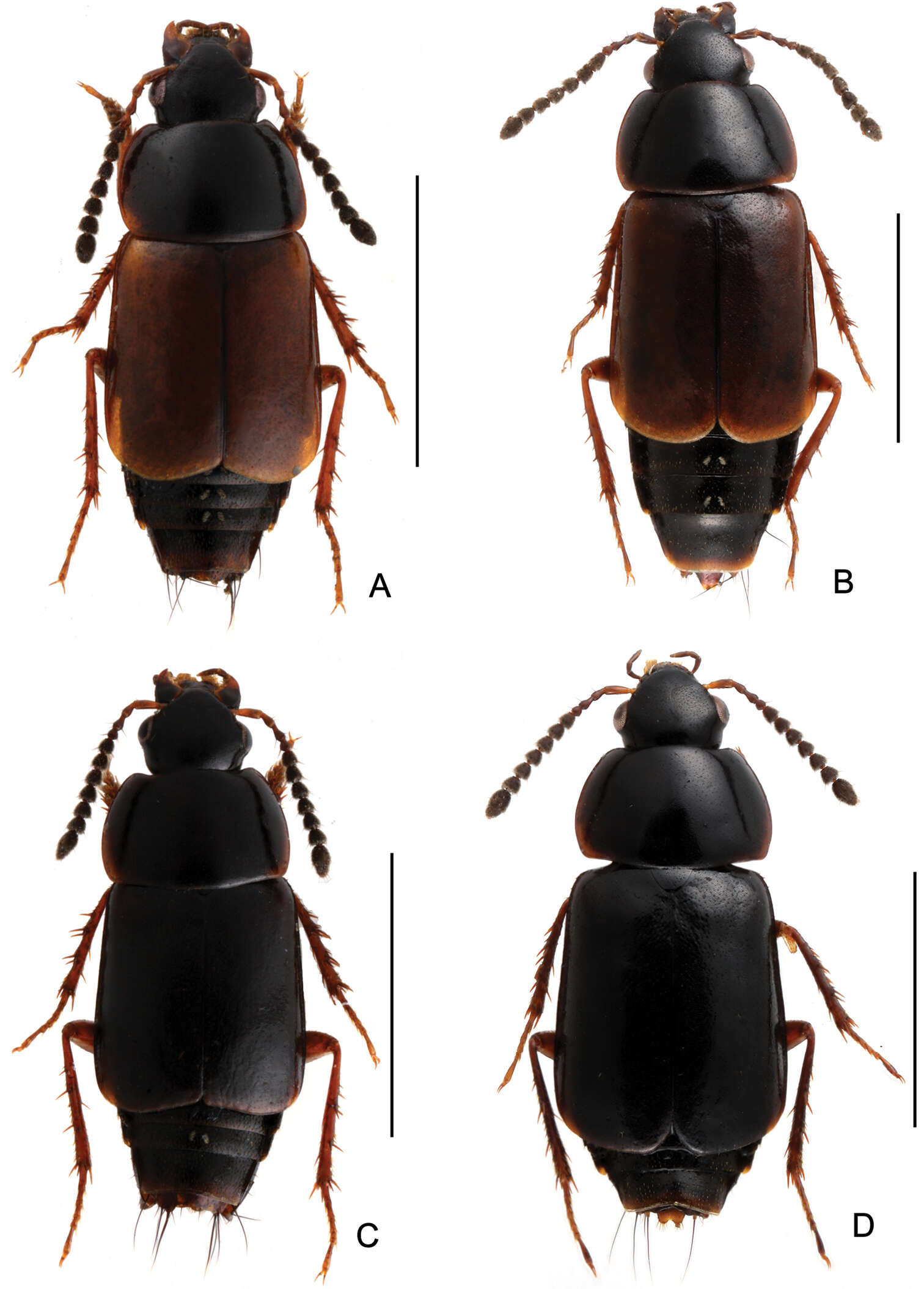 Image of rove beetles