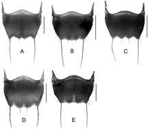 Image of rove beetles