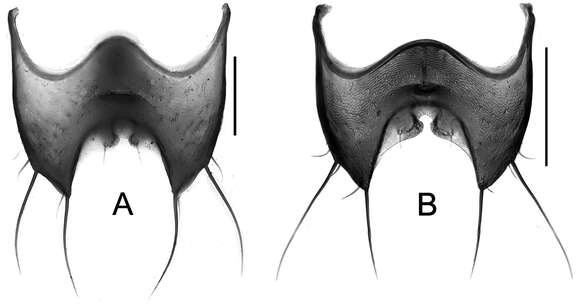 Image of rove beetles