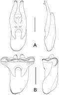 Image of rove beetles