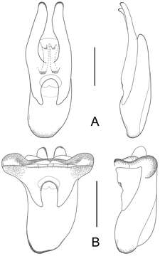 Image of rove beetles