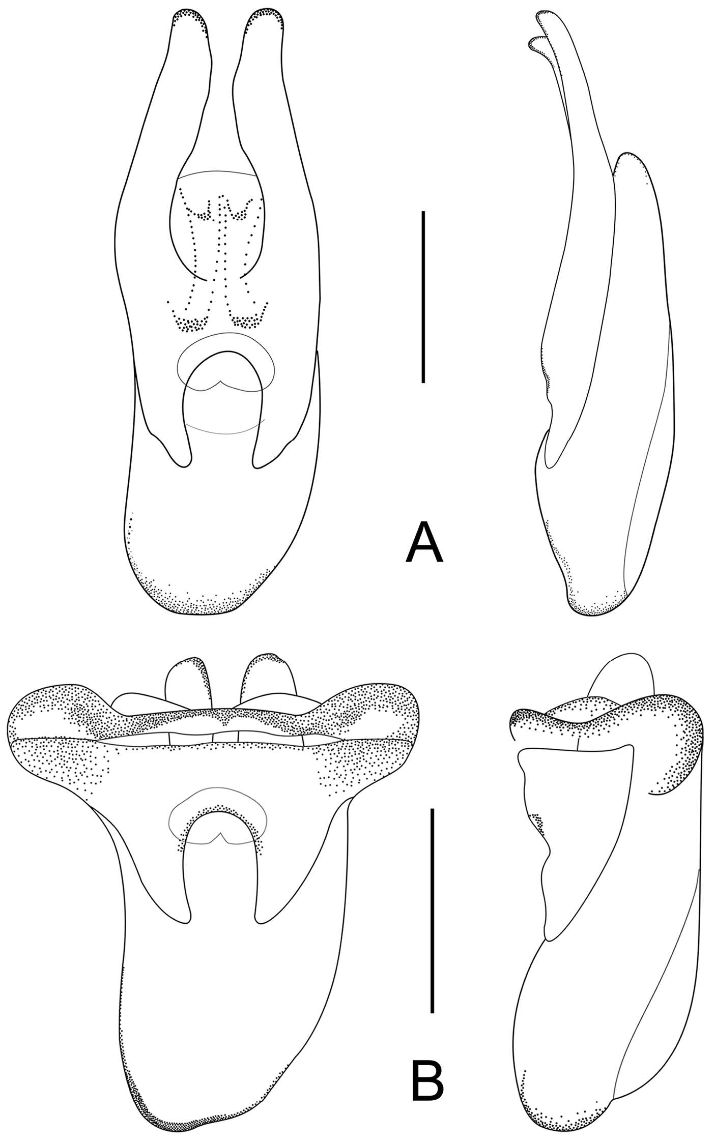 Image of rove beetles