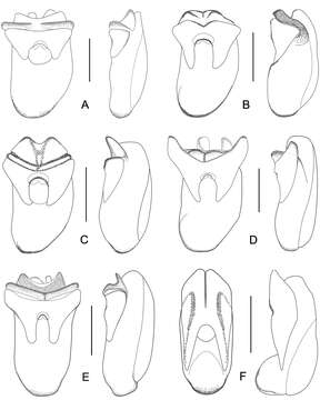 Image of rove beetles