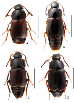 Image of rove beetles