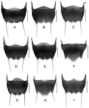 Image of rove beetles