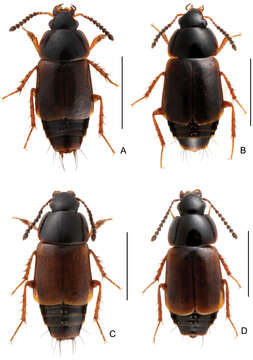 Image of rove beetles