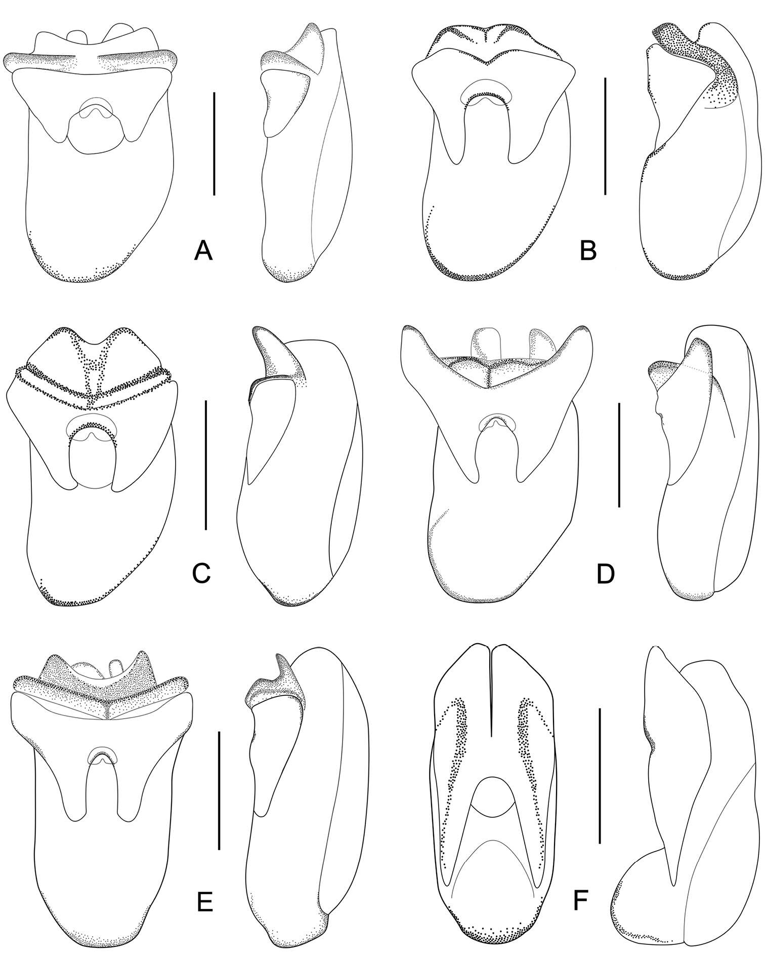 Image of rove beetles