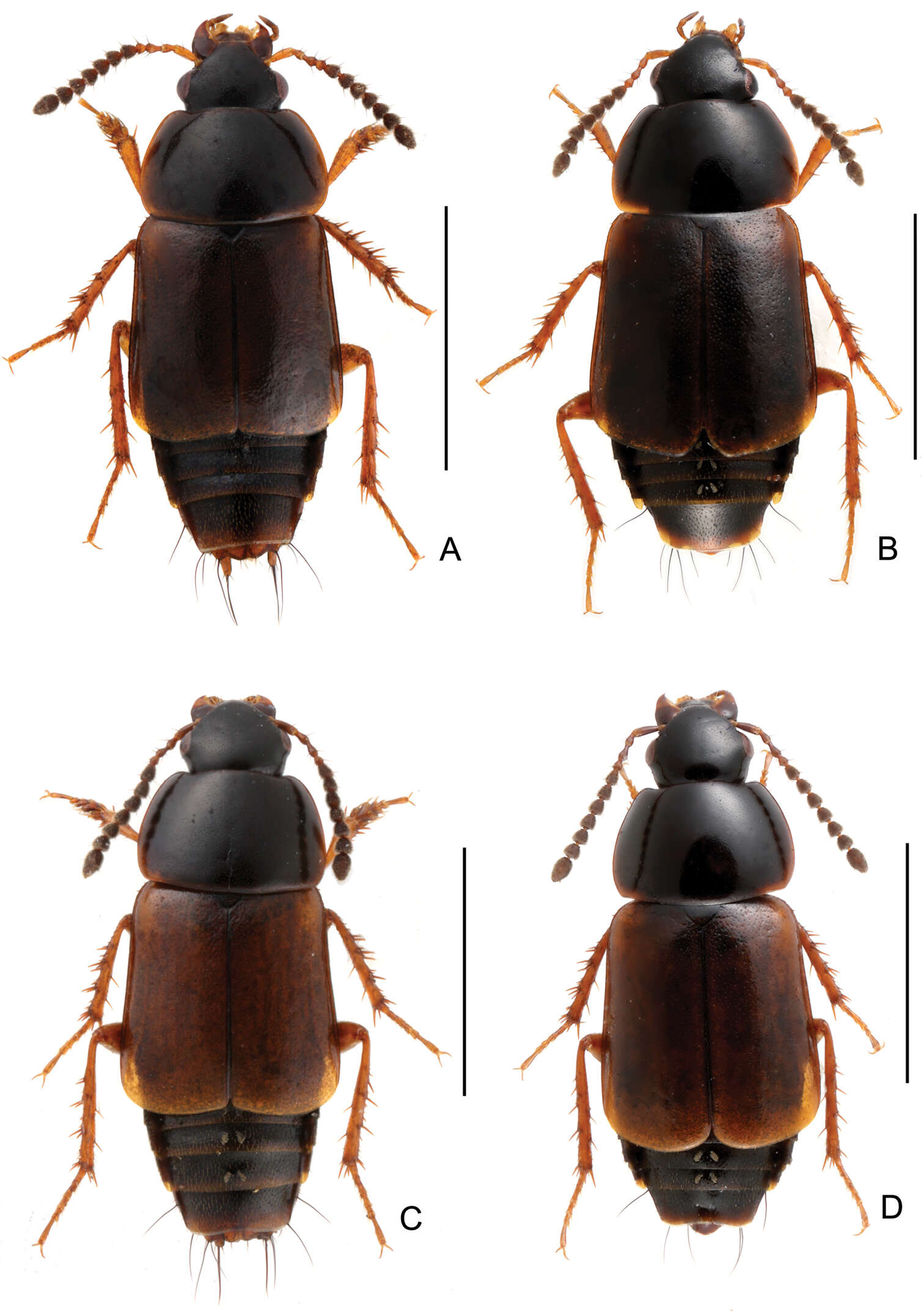 Image of rove beetles