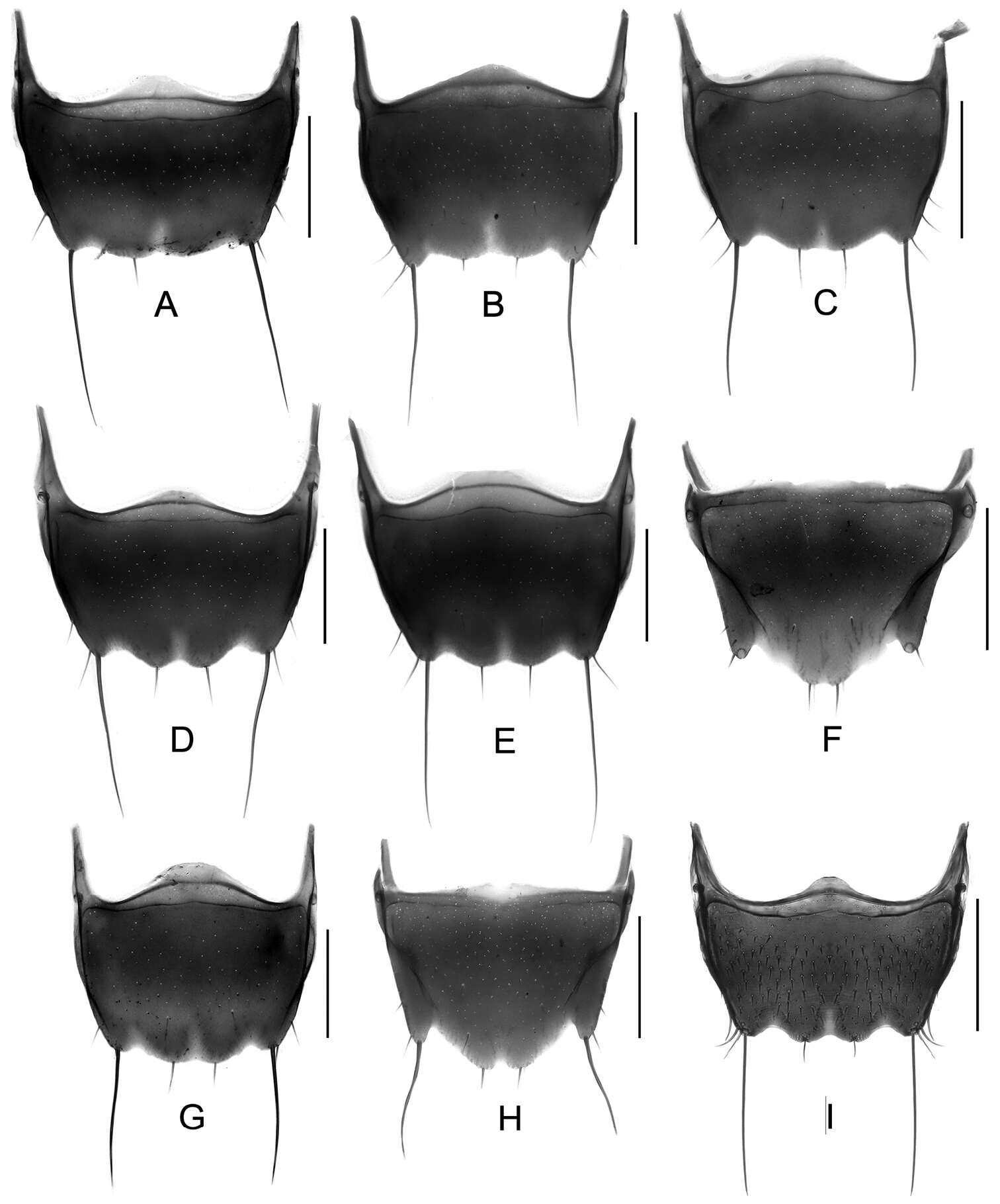 Image of rove beetles