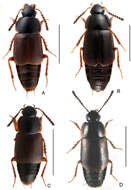 Image of rove beetles