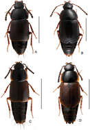 Image of rove beetles