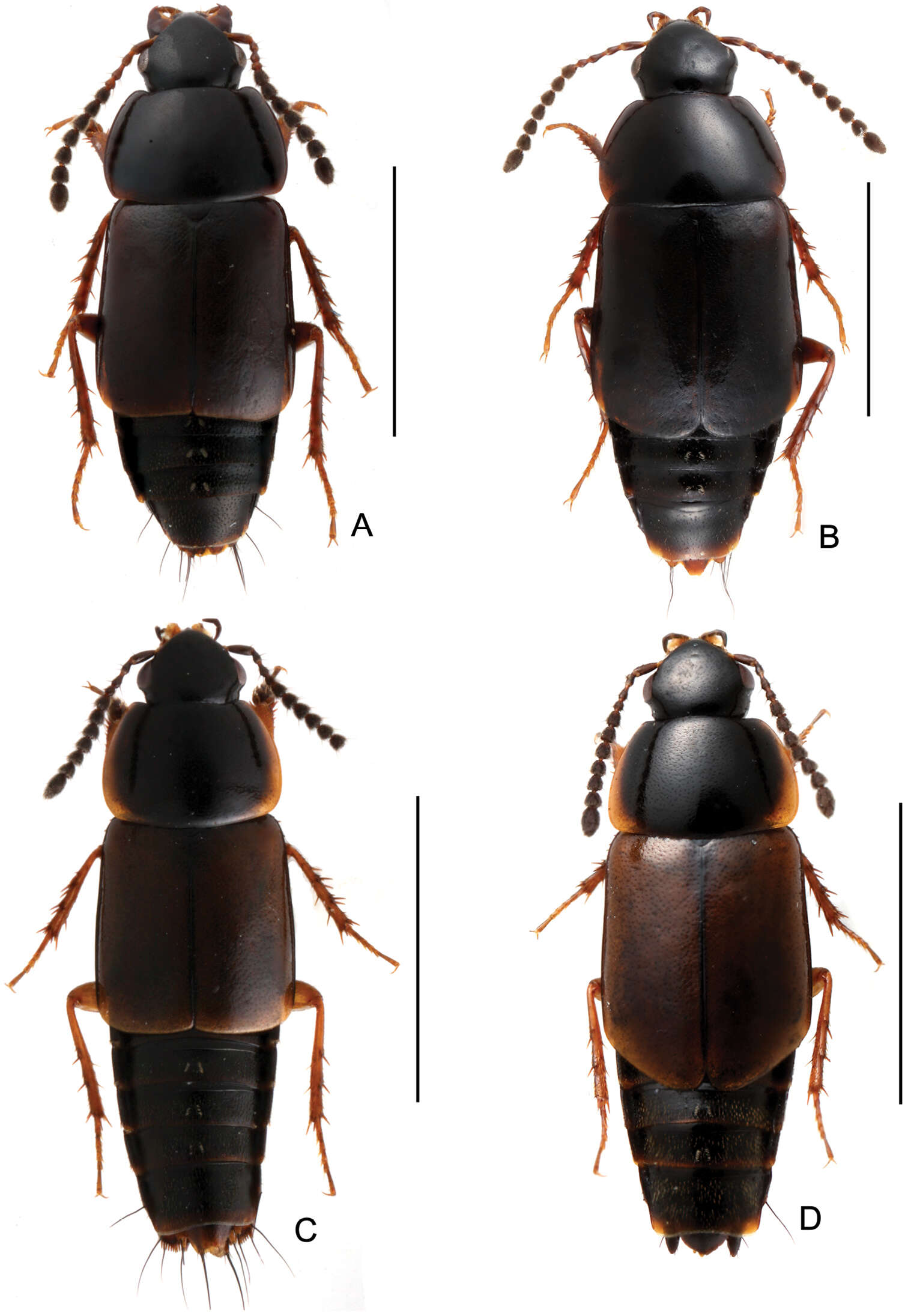 Image of rove beetles