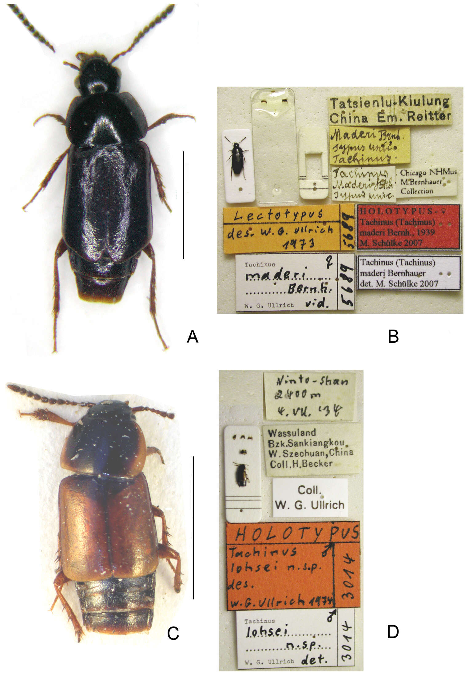 Image of rove beetles