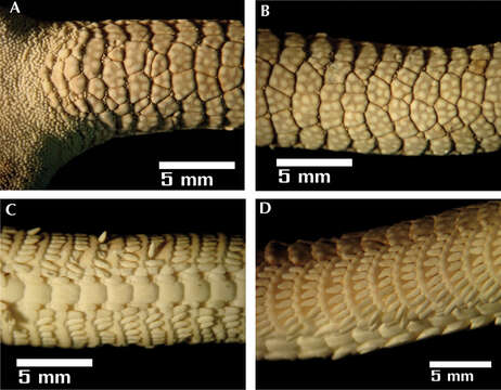 Image of Ophiacanthida O'Hara, Hugall, Thuy, Stöhr & Martynov 2017