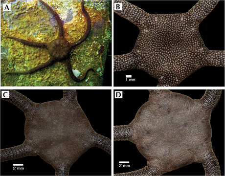 Image of Ophiacanthida O'Hara, Hugall, Thuy, Stöhr & Martynov 2017