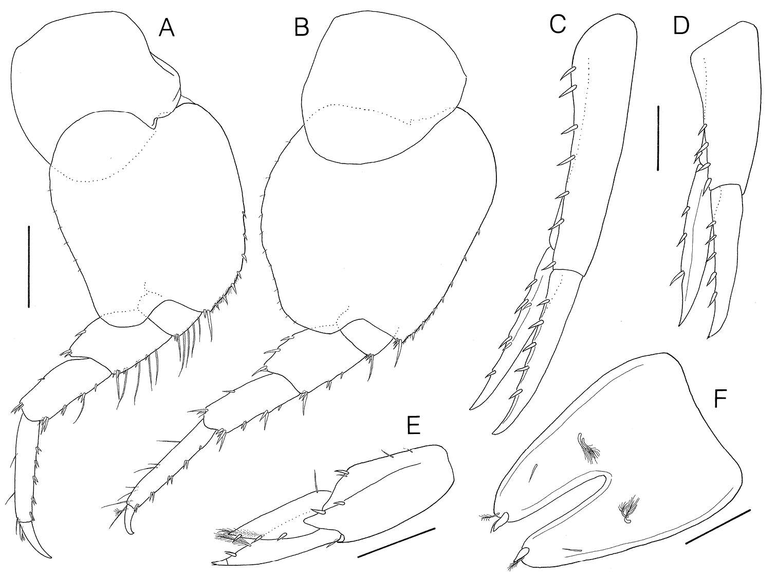 Image of Lysianassidae Dana 1849